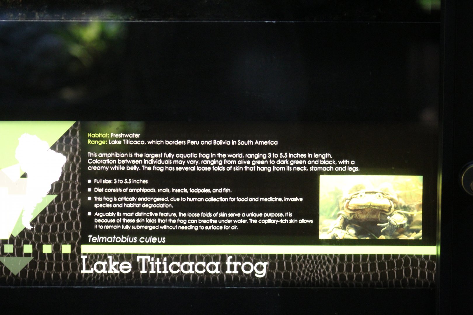 Lake Titicaca Frog Signage