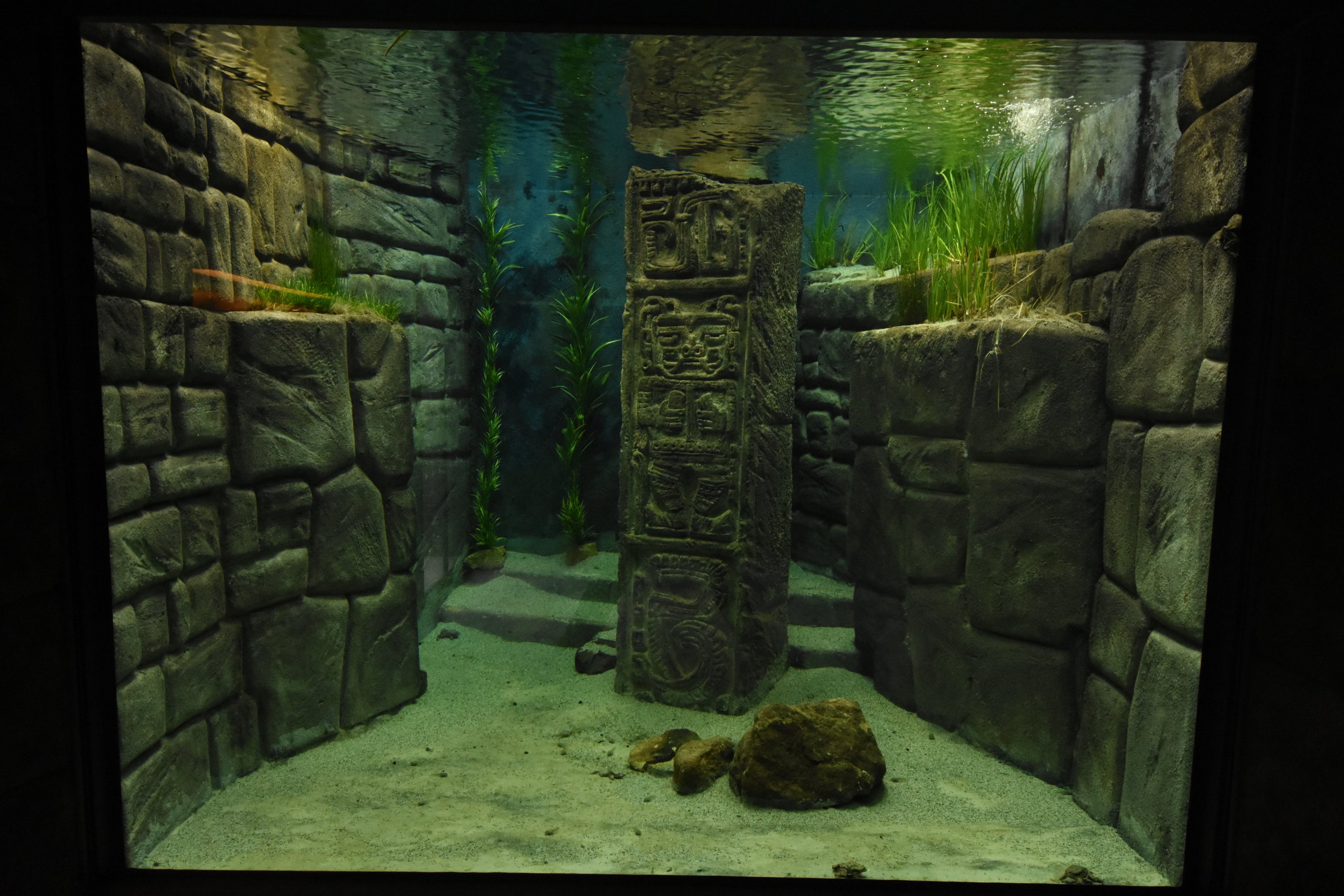 Lake Titicaca frog tank