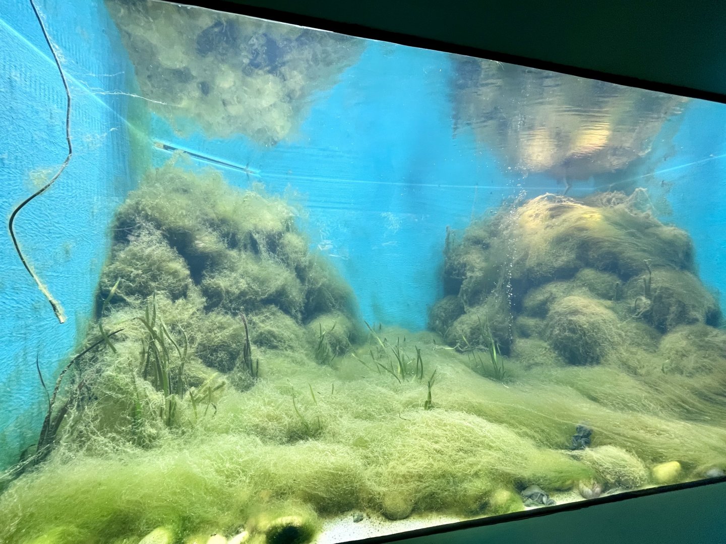 Lake Titicaca Frog Tank