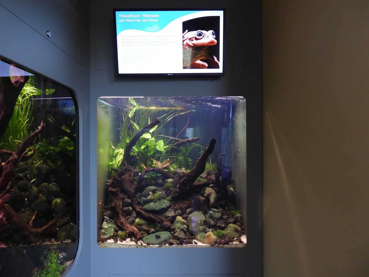 Lake Titicaca frog tank