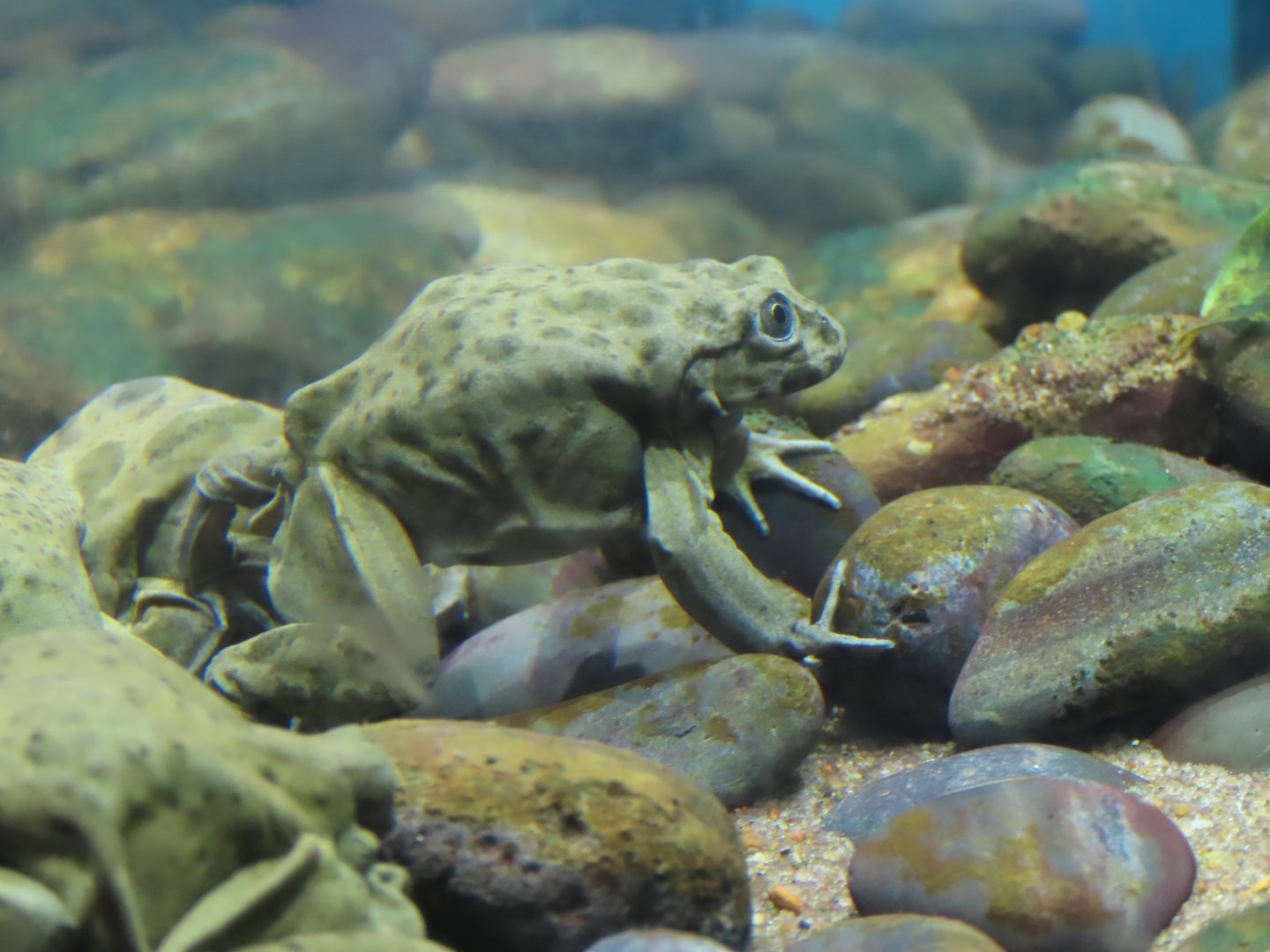 Lake Titicaca Frog (Telmatobius culeus)