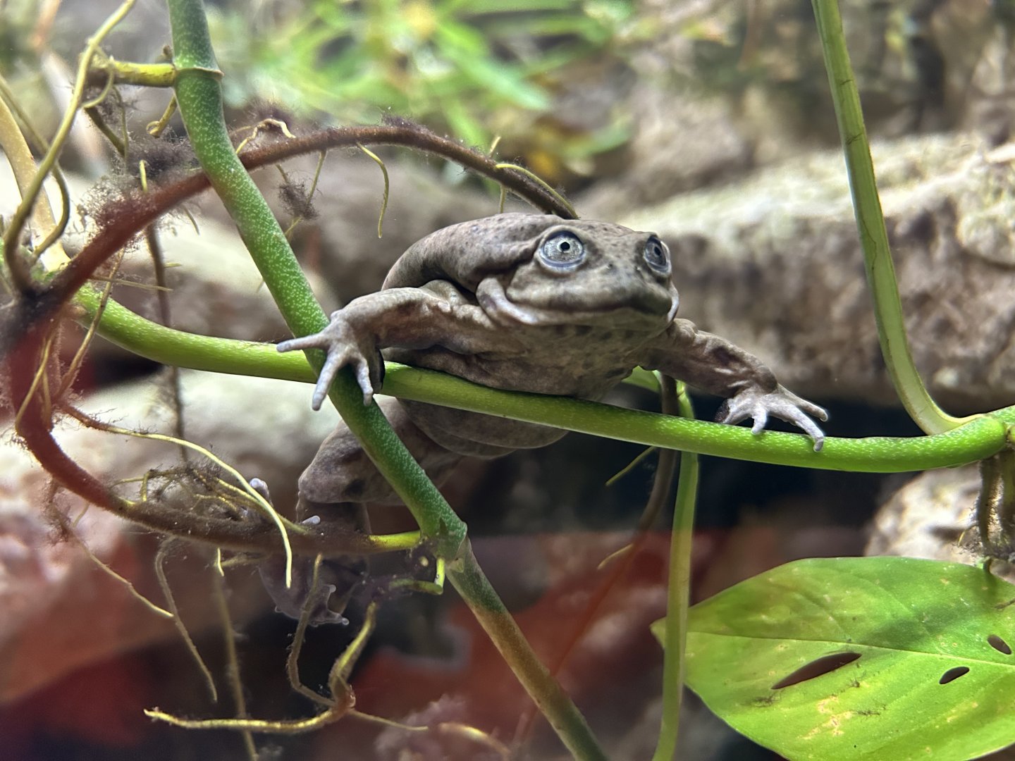 Lake Titicaca Frog