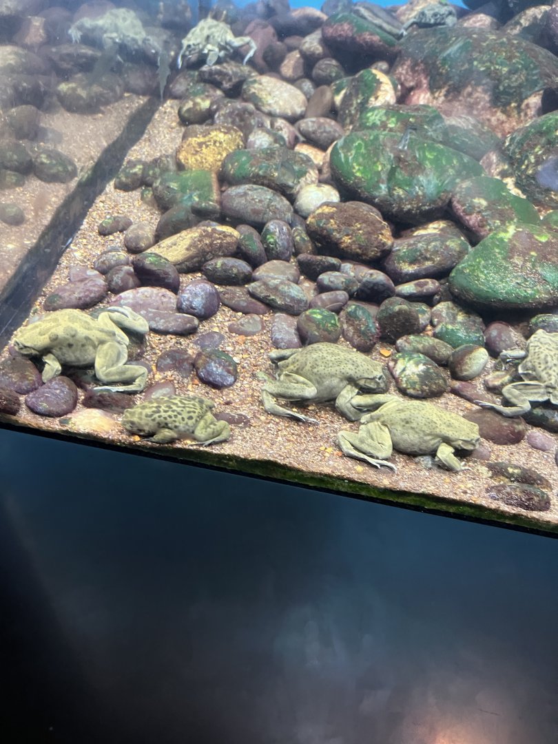 Lake Titicaca Frogs