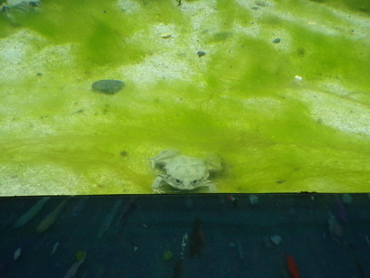 Lake titicaca water frog 11.2.25