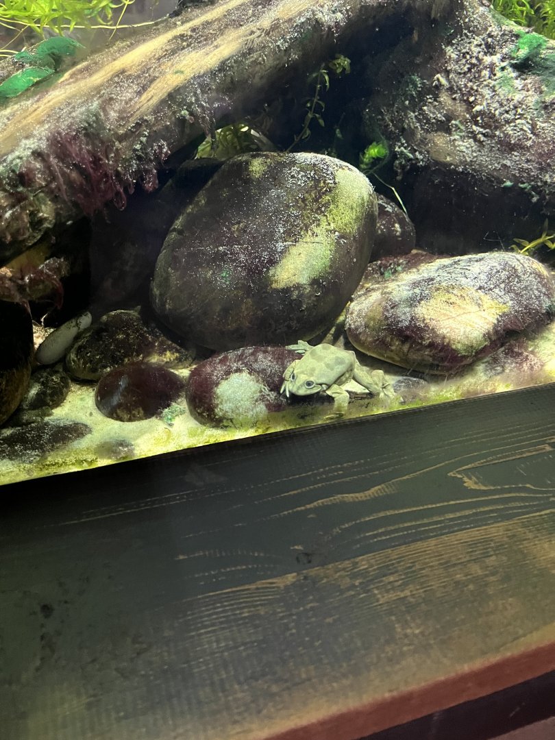 Lake Titicaca water frog 29.6.24