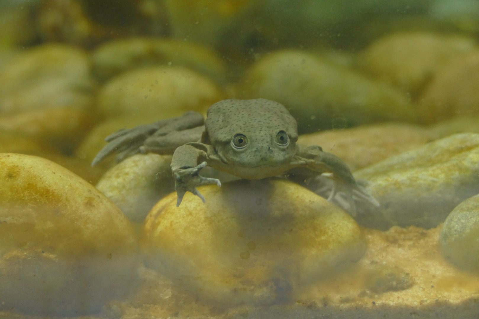 Lake Titicaca water frog, August 2021
