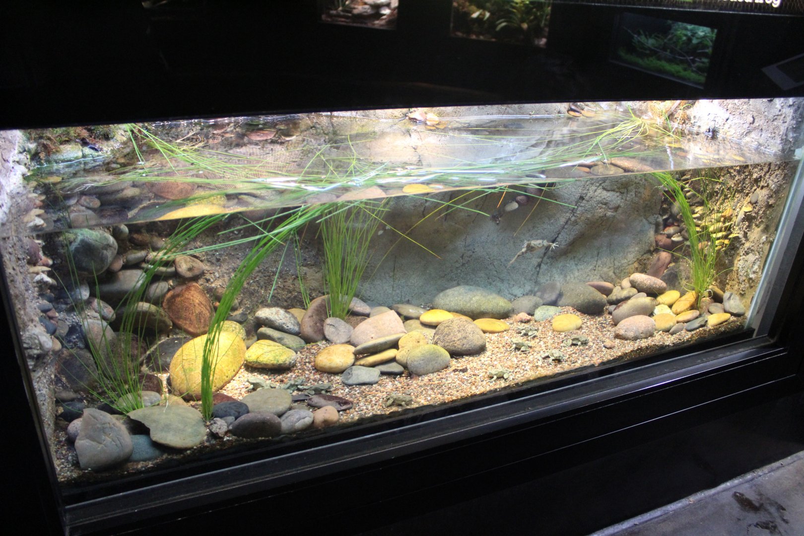 Lake Titicaca water frog exhibit