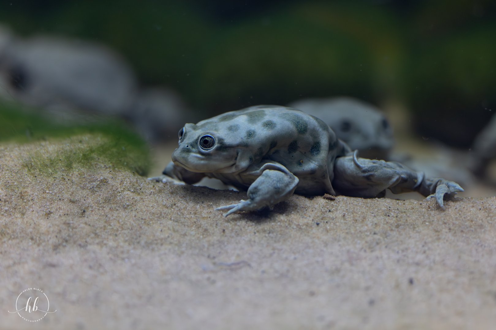 Lake Titicaca Water Frog / Paignton / 15-3-24