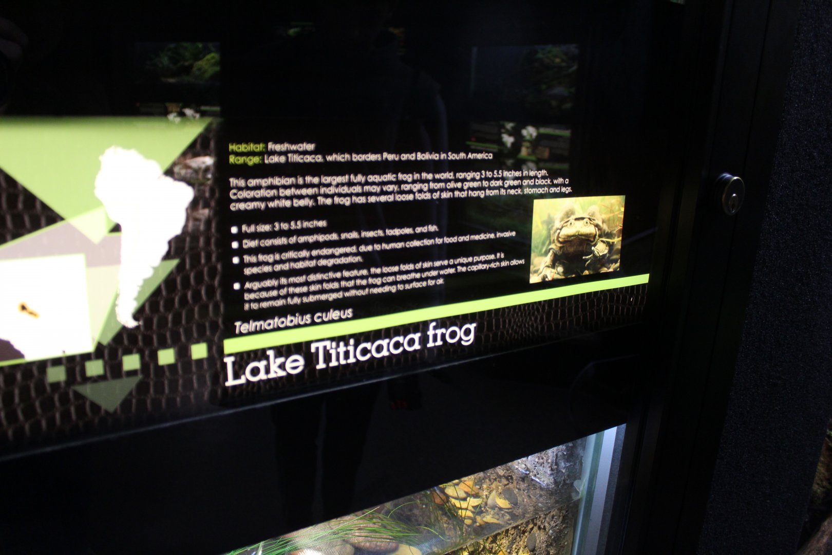 Lake Titicaca water frog signage