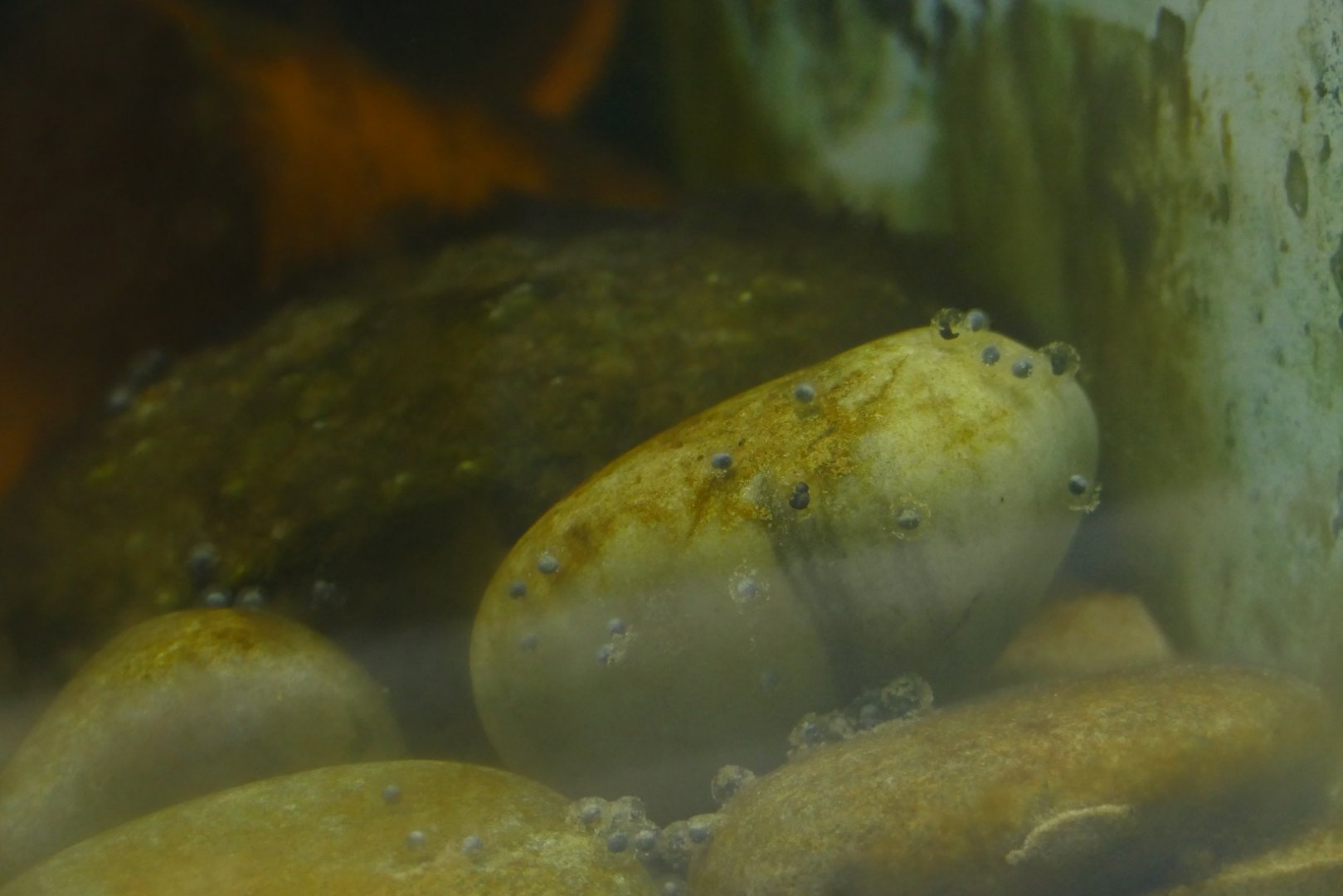 Lake Titicaca water frog spawn, August 2021