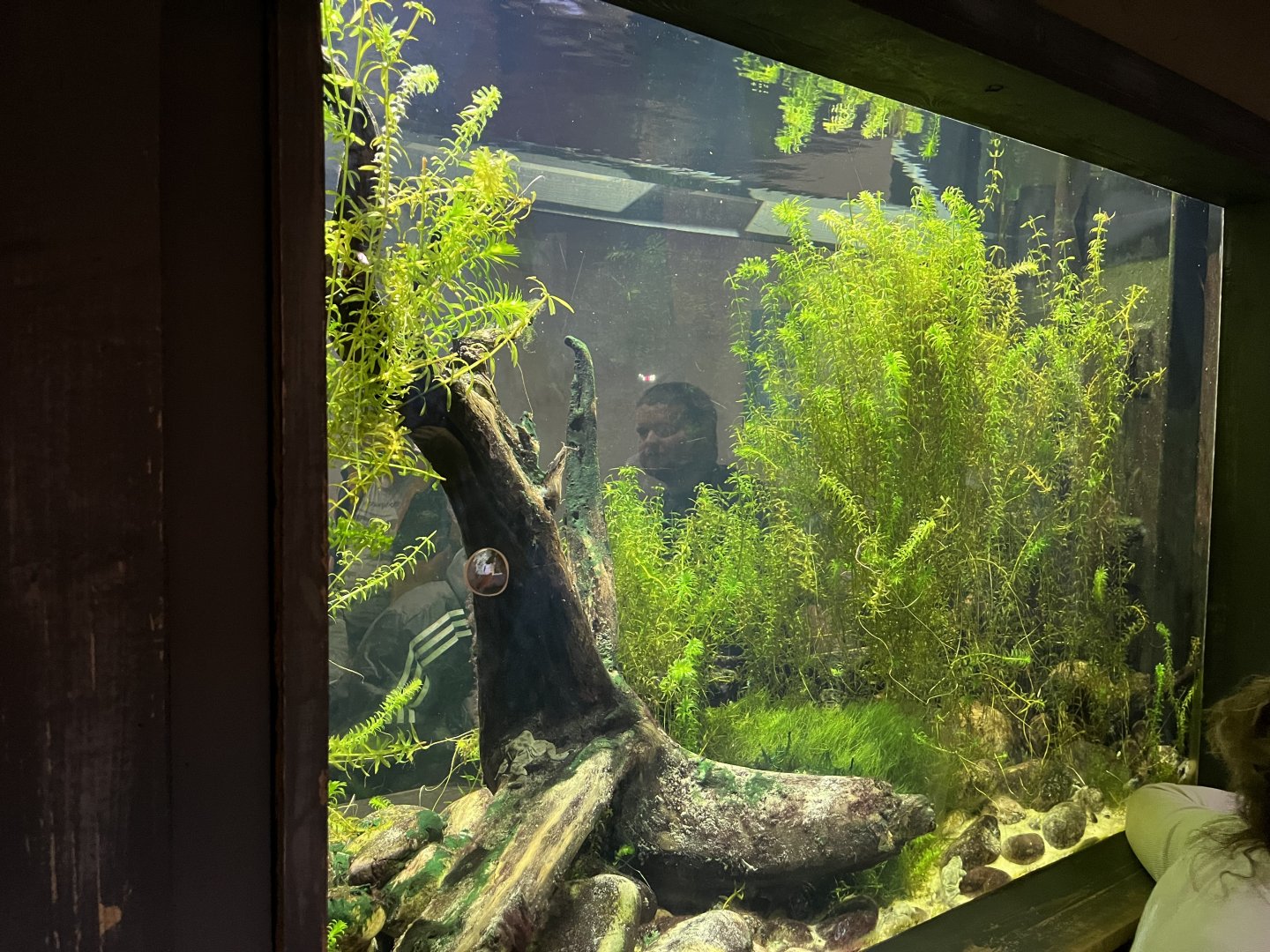 Lake titicaca water frog tank 29.6.24