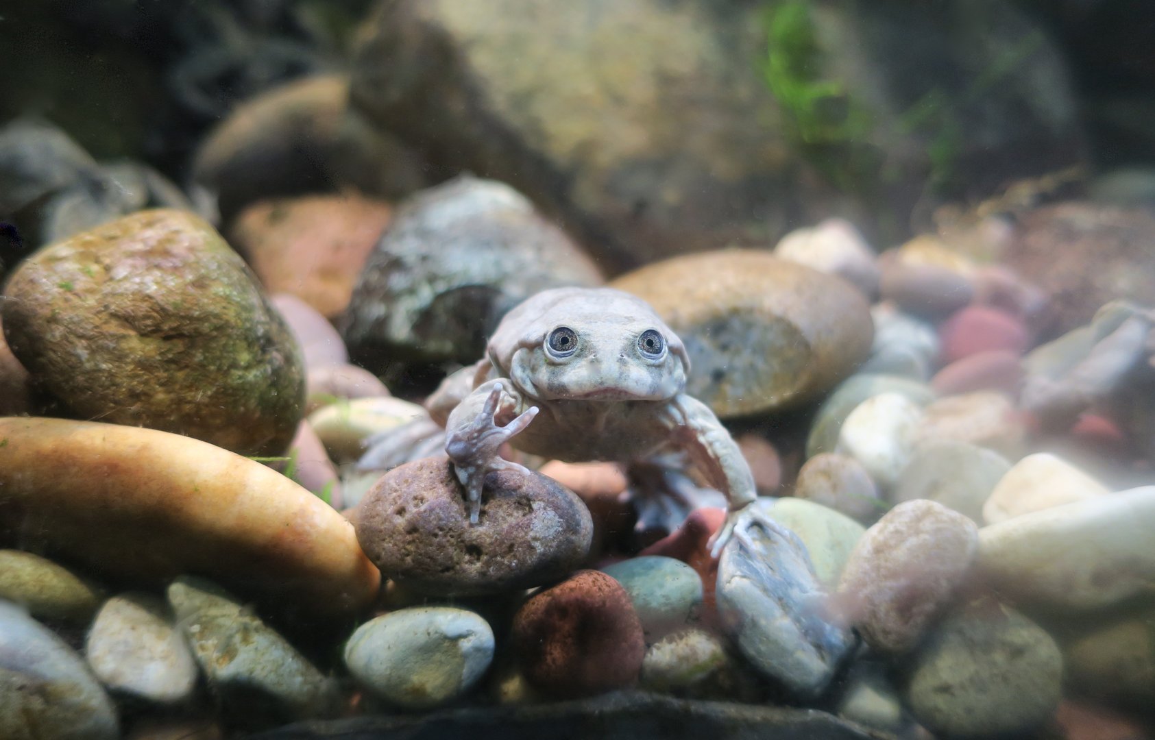 Lake Titicaca Water Frog (Telmatobius culeus)