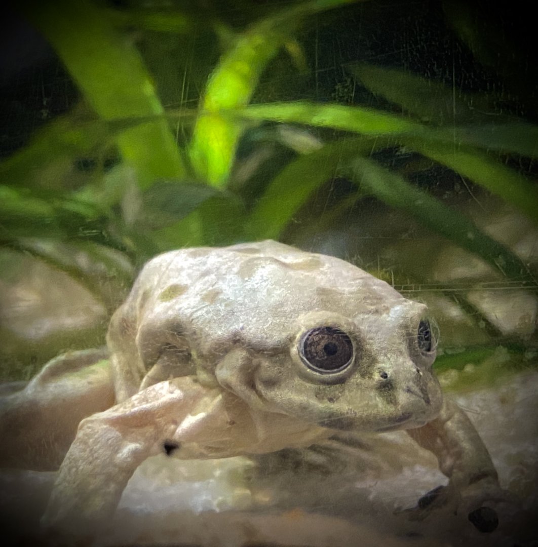 Lake Titicaca Water Frog (Telmatobius culeus)