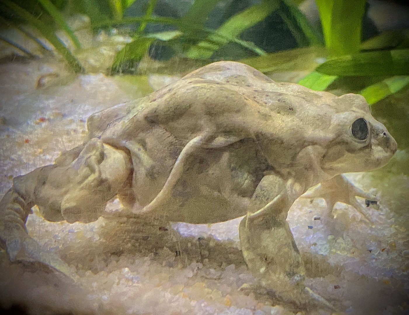 Lake Titicaca Water Frog (Telmatobius culeus)