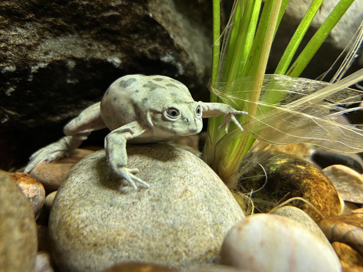 Lake Titicaca Water Frog (Telmatobius culeus)