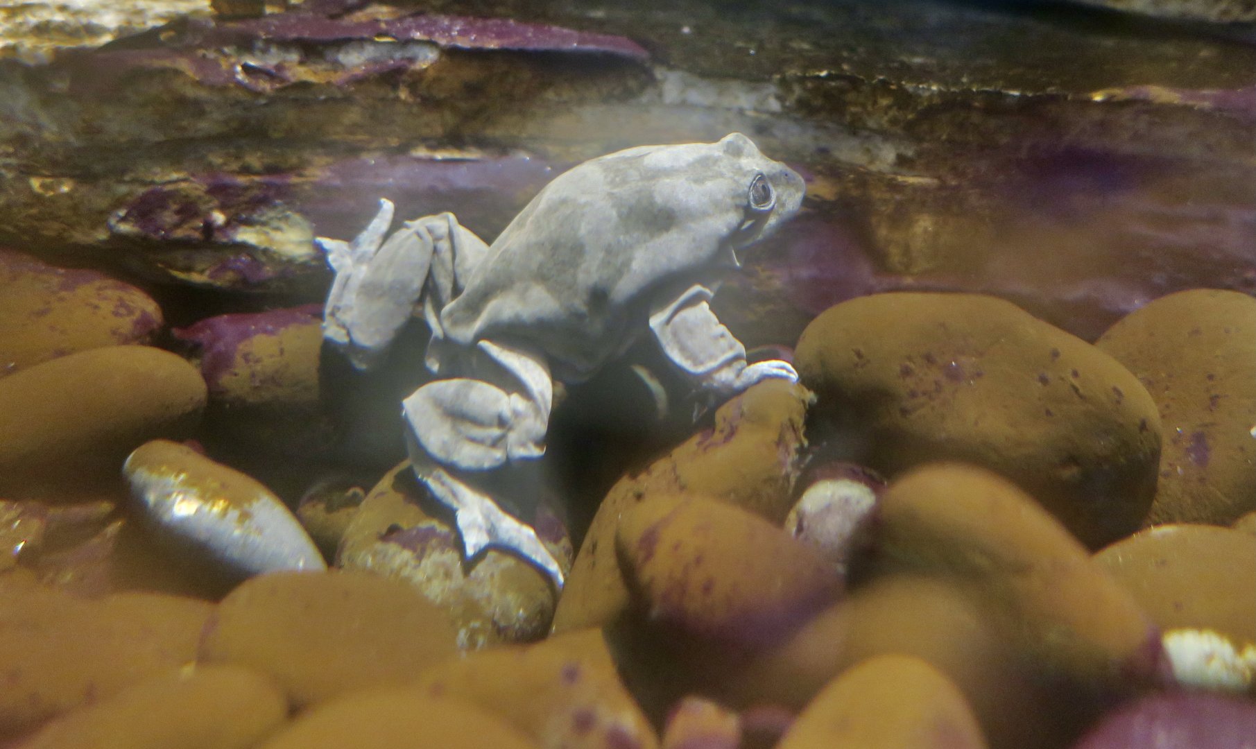 Lake Titicaca Water Frog (Telmatobius culeus)