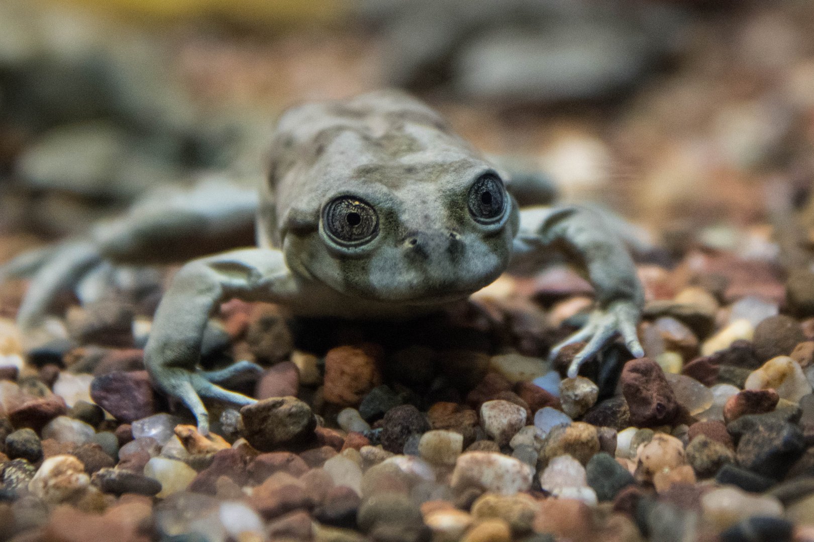 Lake Titicaca water frog