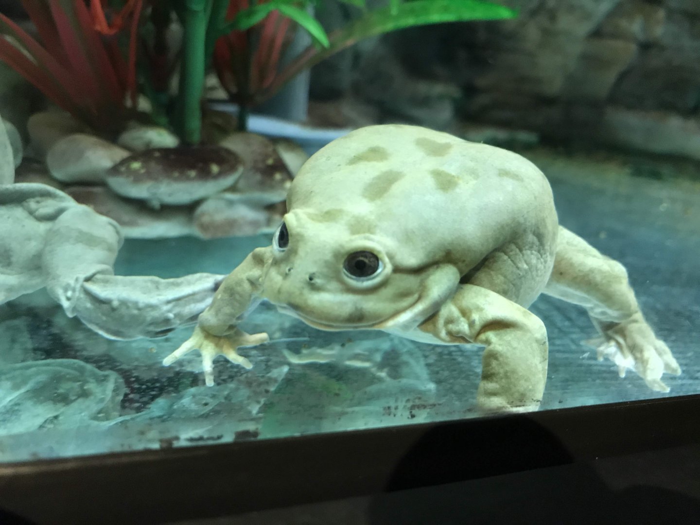 Lake Titicaca Water Frog