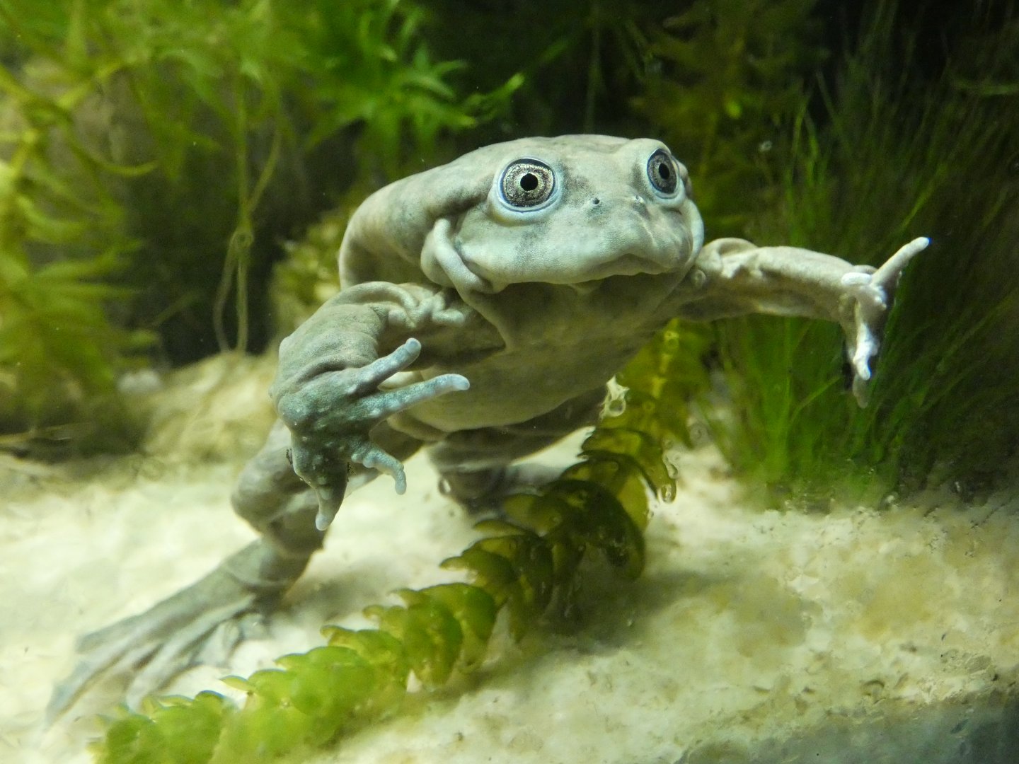 Lake Titicaca water frog