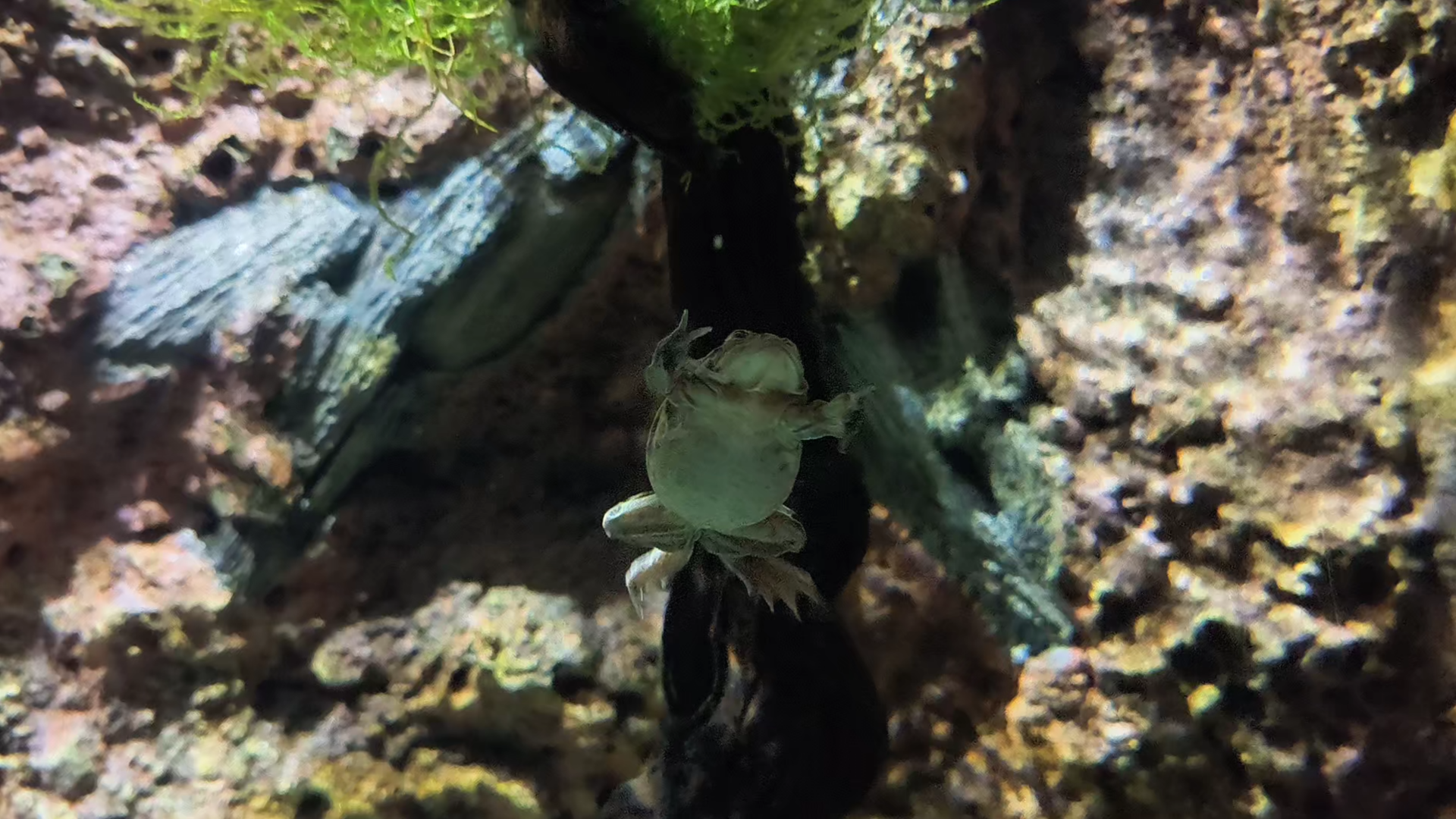 Lake Titicaca Water Frog