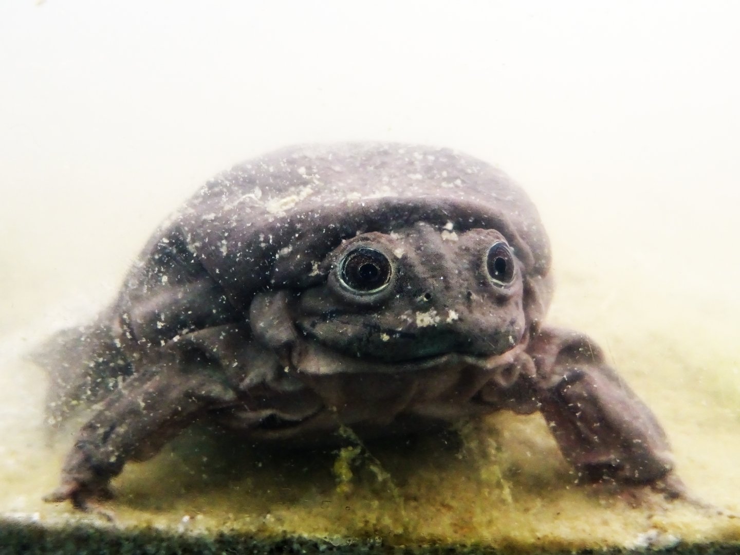 Lake Titicaca Water Frog