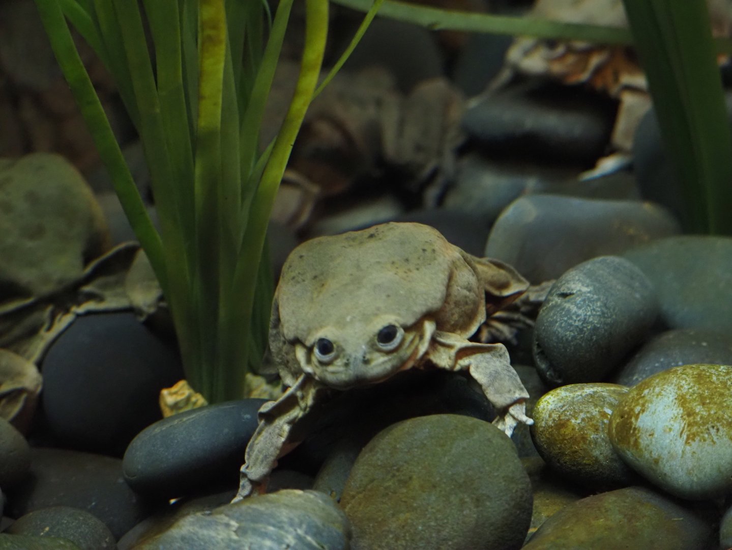 Lake Titicaca Water Frog