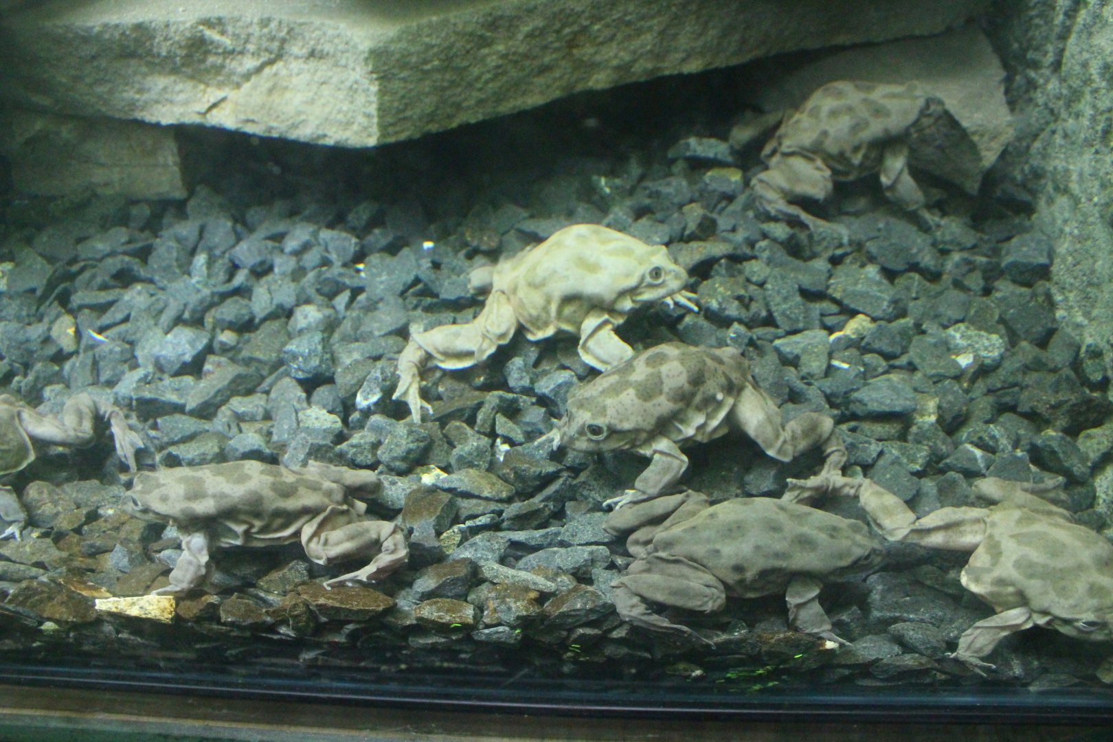 Lake Titicaca Water Frogs