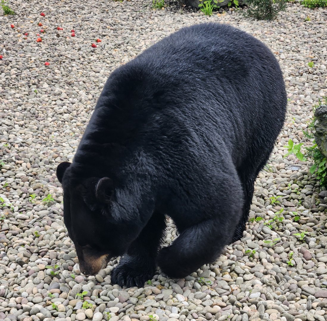 Lake Tobias Wildlife Park - American Black Bear