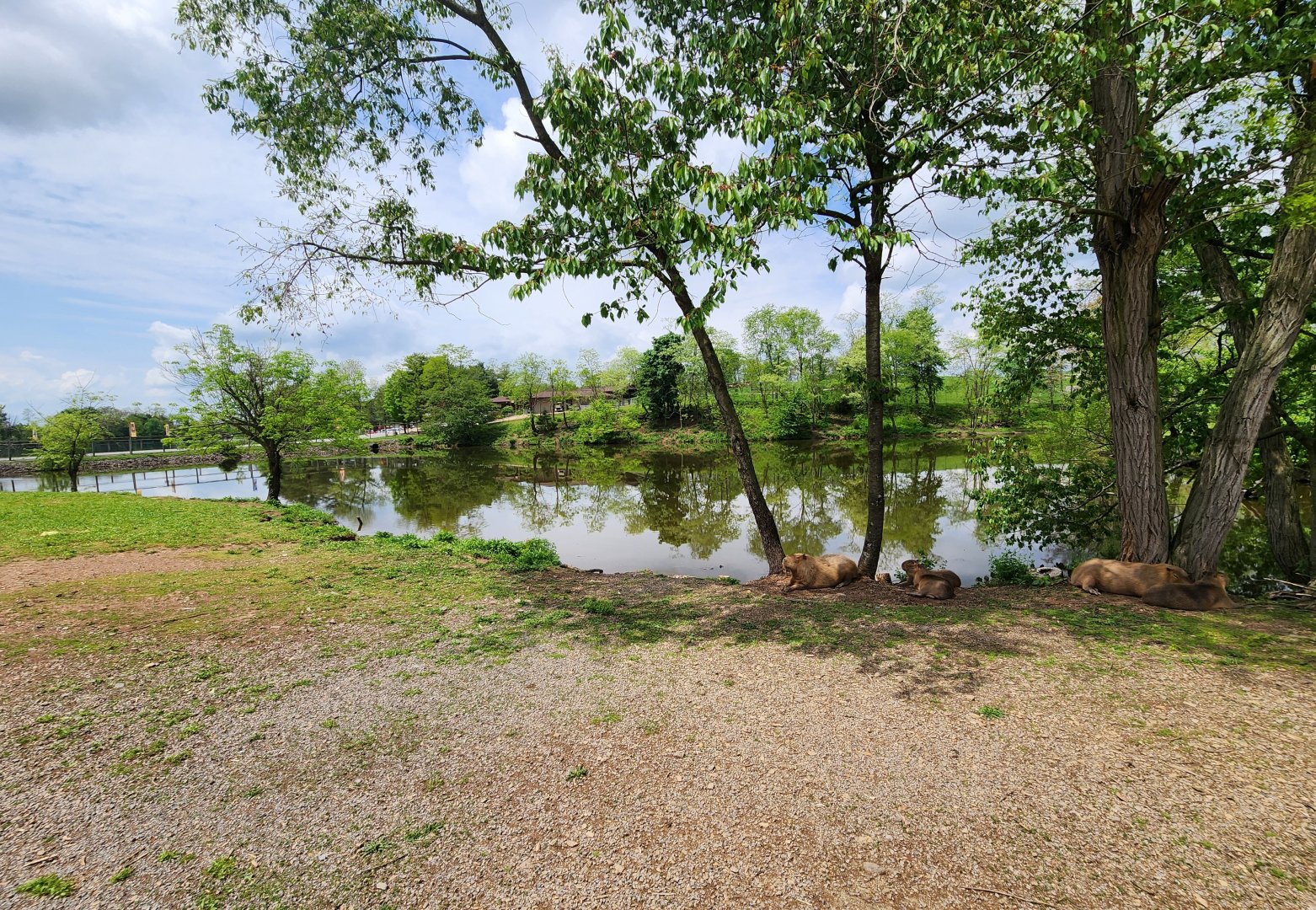 Lake Tobias Wildlife Park - Capybara enclosure