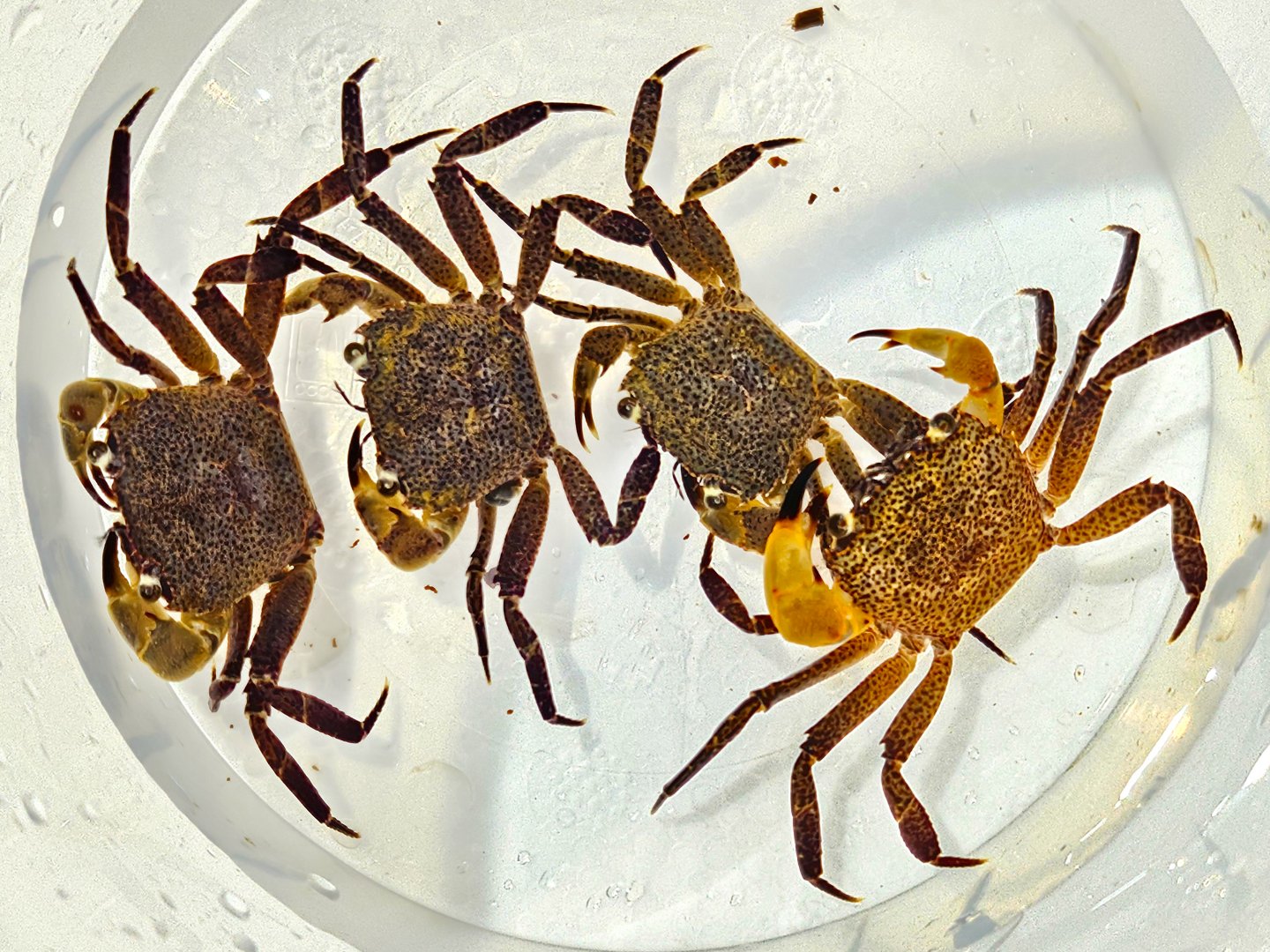 Lake Towuti White-clawed Crab (Syntripsa flavichela)