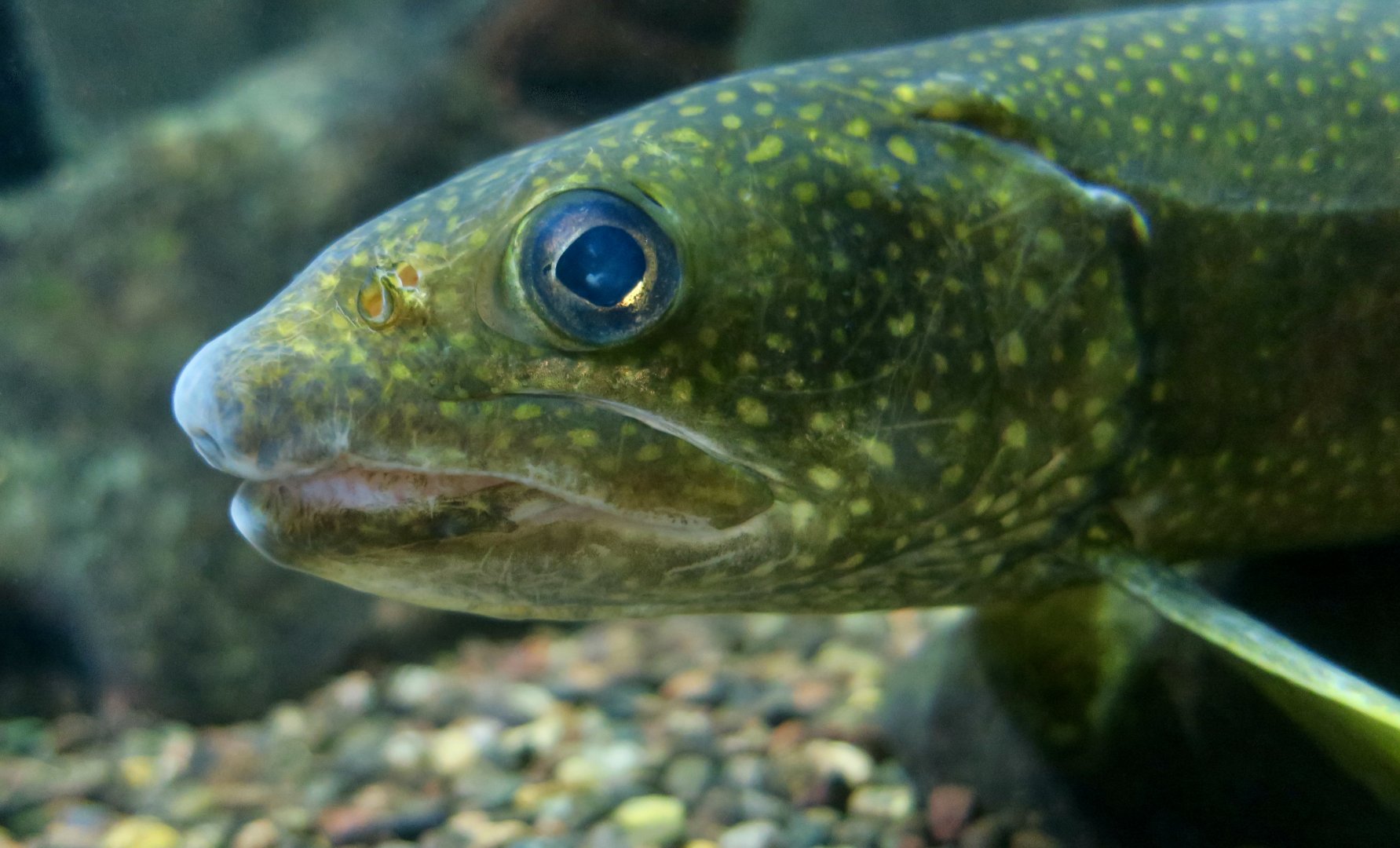 Lake Trout (Salvelinus namaycush) - Cold Spring Harbor Fish Hatchery & Aquarium