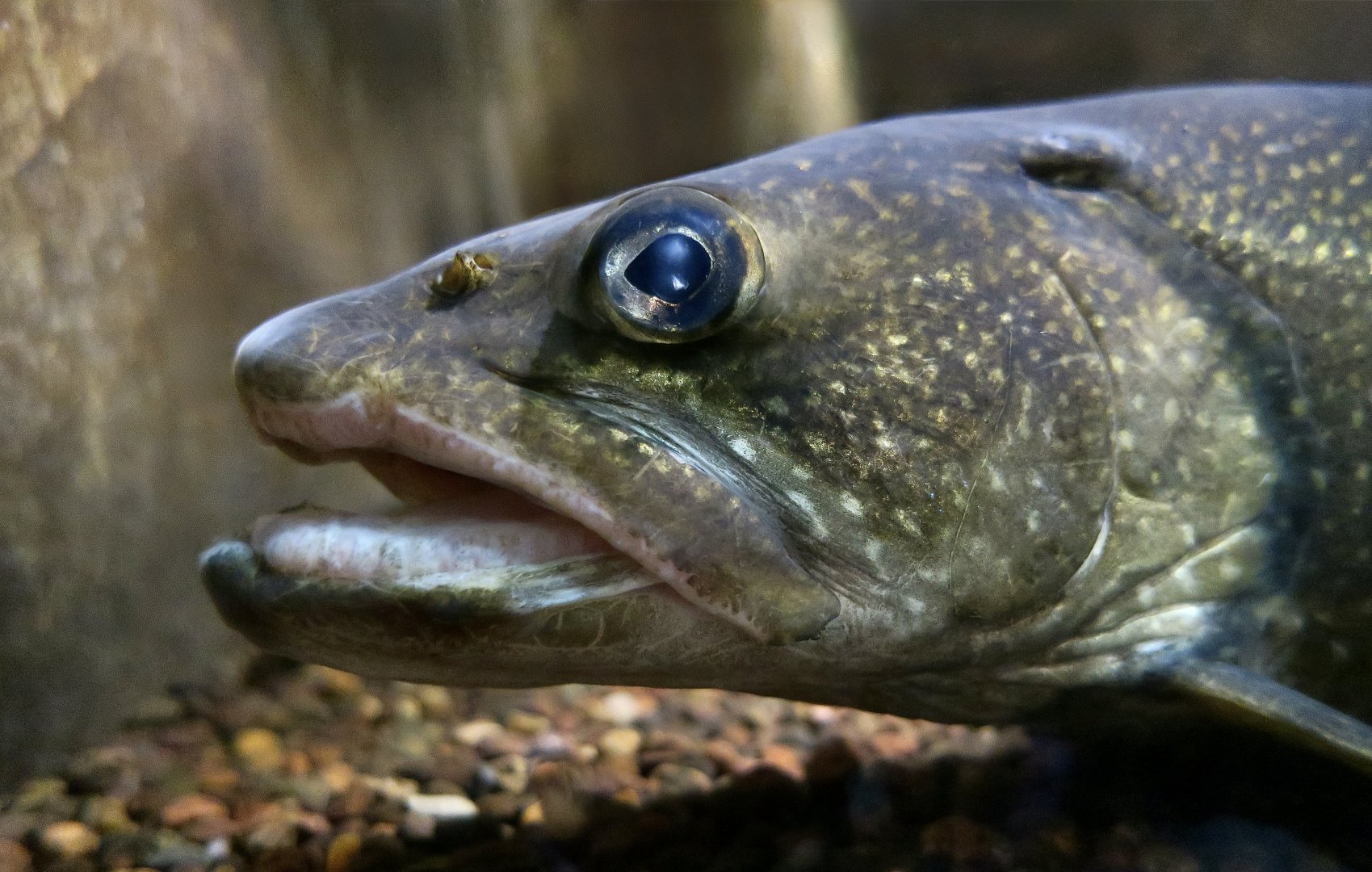 Lake Trout (Salvelinus namaycush) - Cold Spring Harbor Fish Hatchery & Aquarium