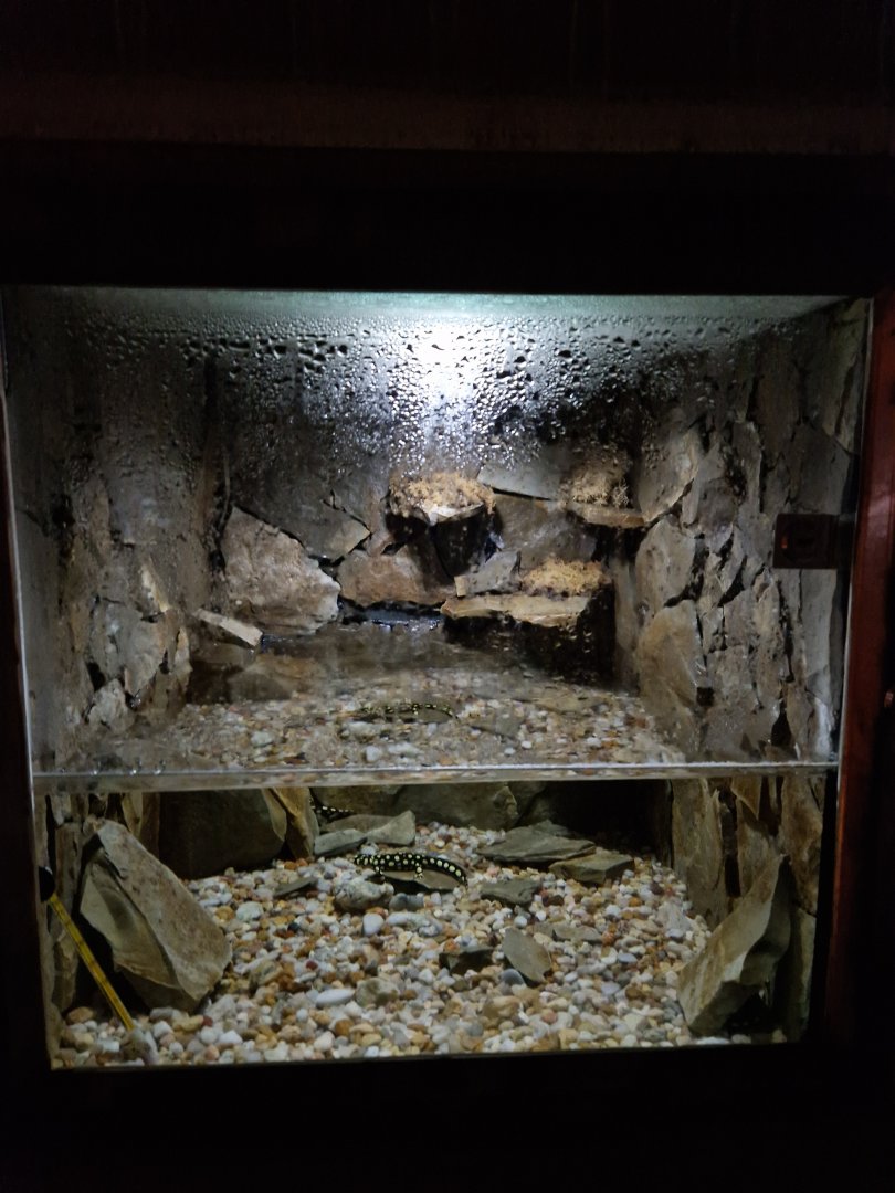 Lake Urmia newt enclosure