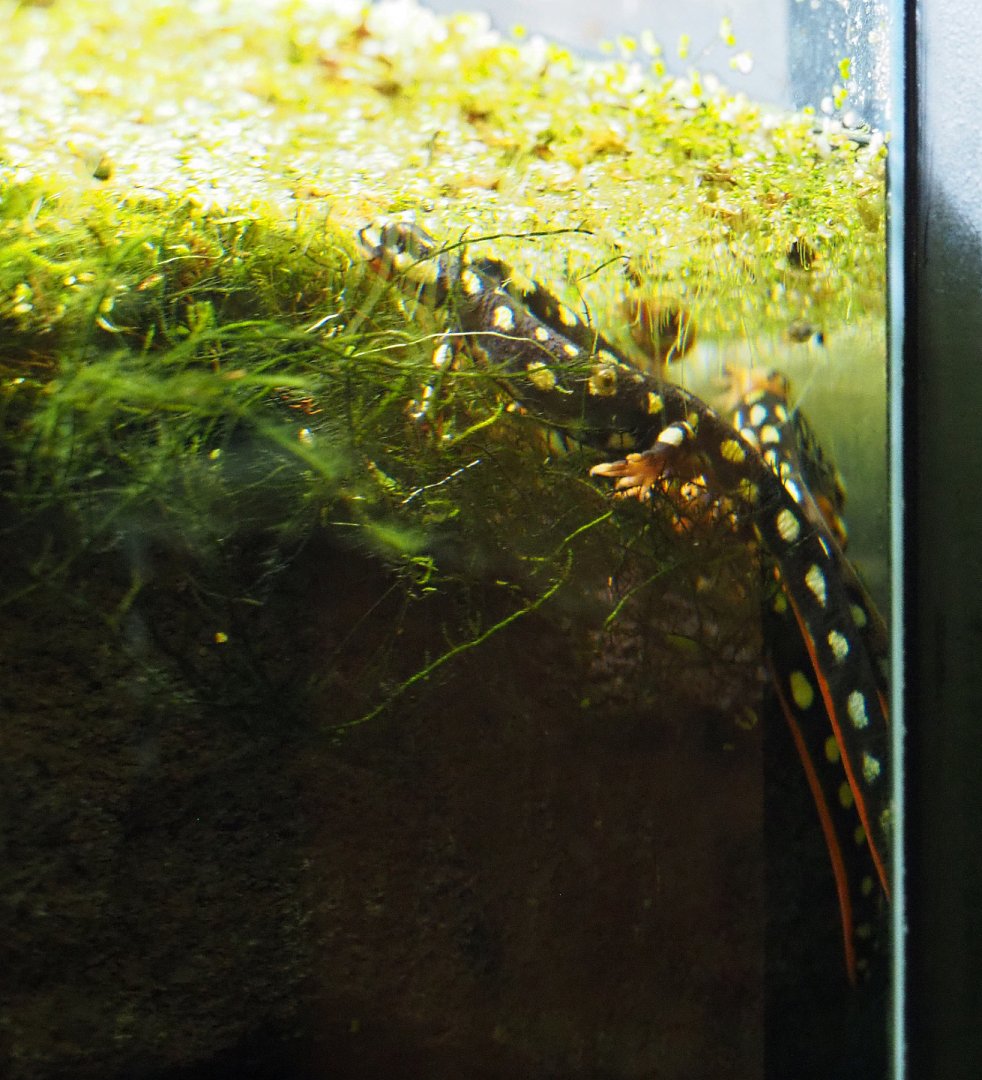 Lake Urmia newt (Neurergus crocatus), 2019-10-05