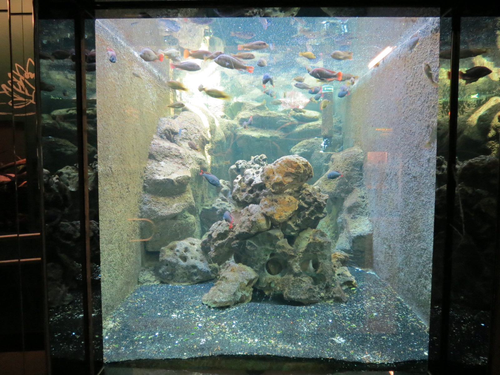 Lake Victoria Cichlid Exhibit