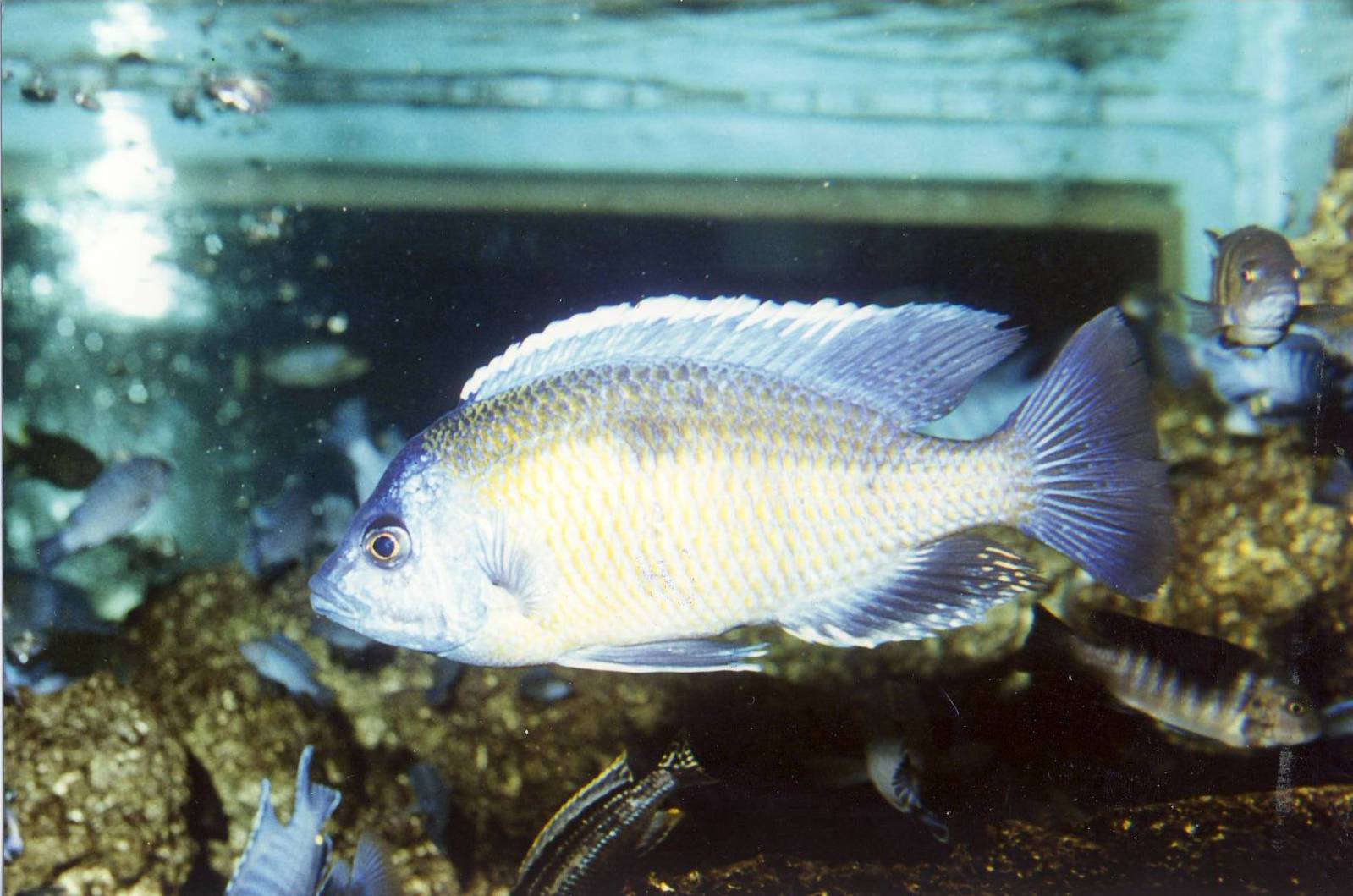 Lake Victoria Cichlid (Haplochromis riponianus) 27 October 1993