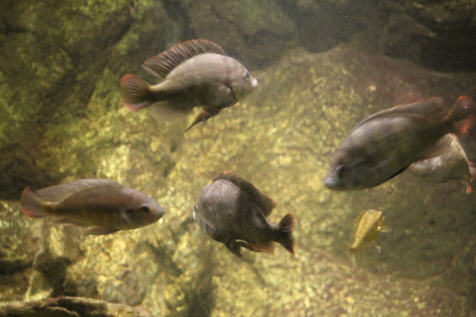 Lake Victoria Cichlid ID?