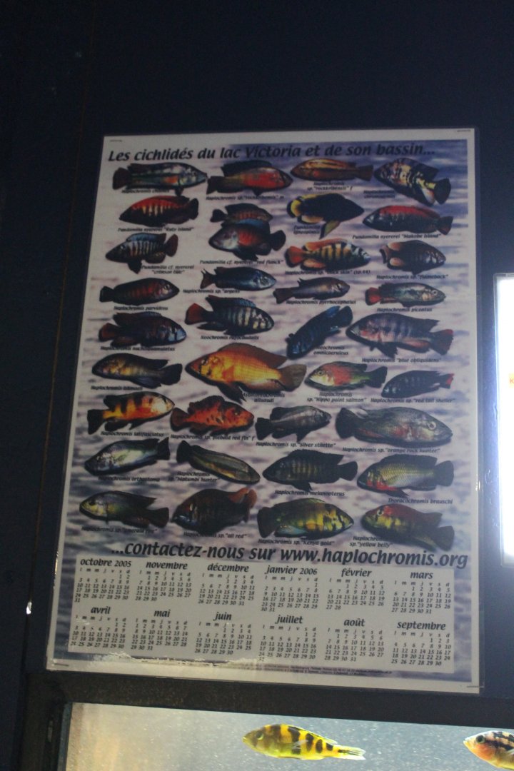 Lake Victoria Cichlids