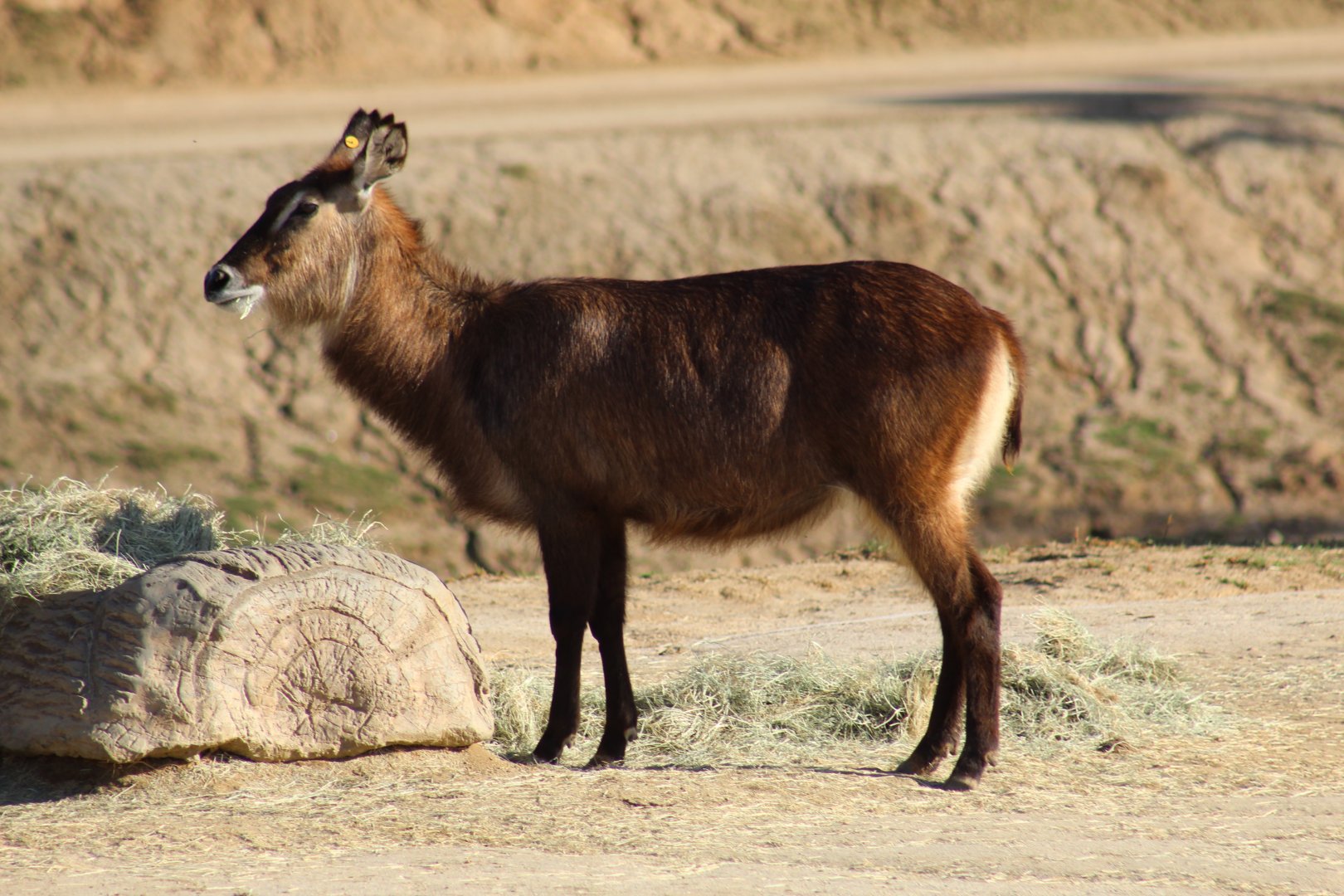 Lake Victoria Waterbuck