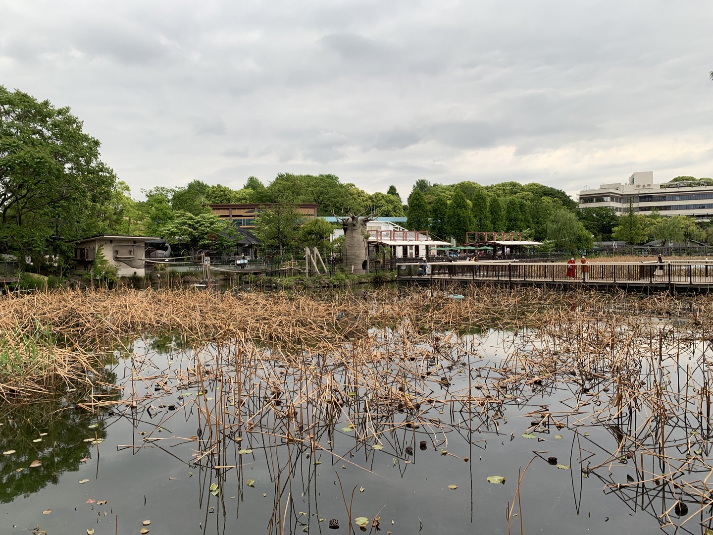 Lake- View of Ring-tailed Lemur Exhibit