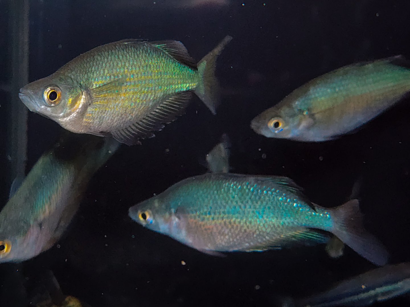Lake Wanam Rainbowfish (Glossolepis wanamensis)
