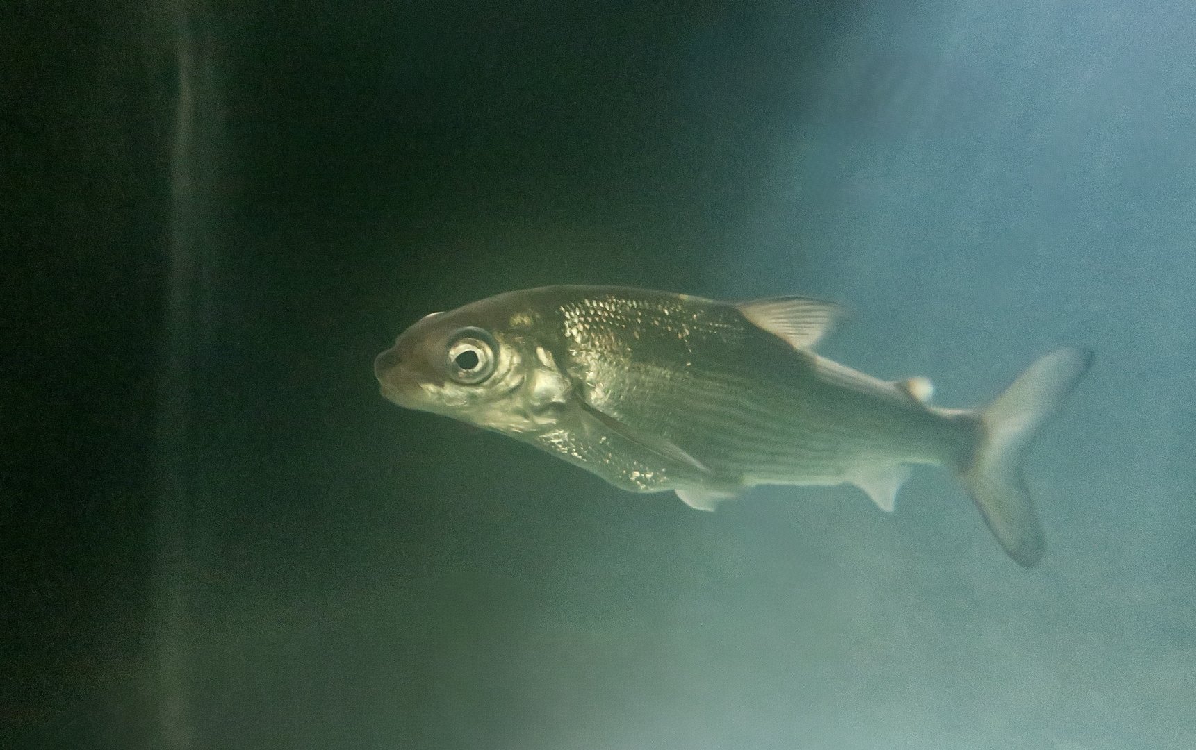 Lake Whitefish (Coregonus clupeaformis)