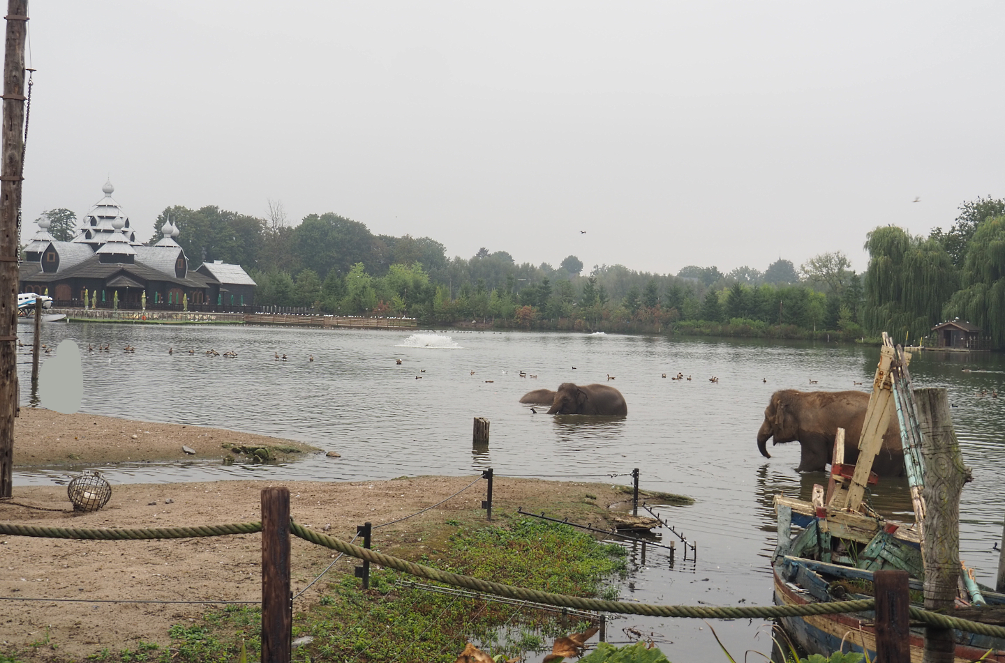 Lake with bathing Asian elephants, 2022-09-14