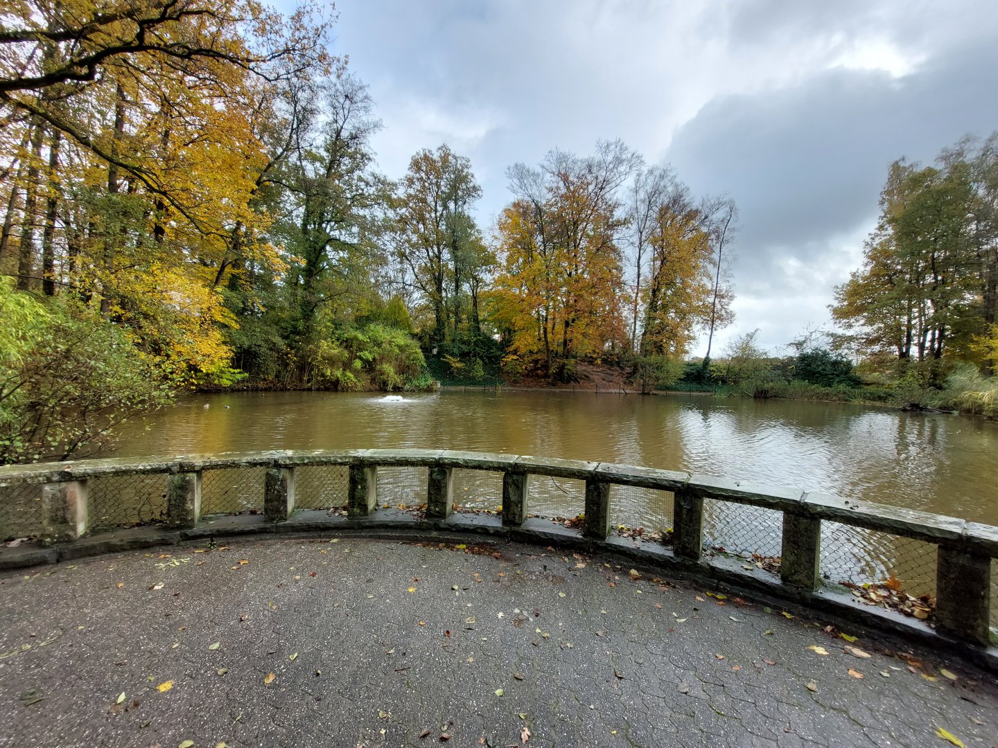 Lake with Pekin ducks, eurasian carp and red eared sliders (Stadtpark Emsdetten)