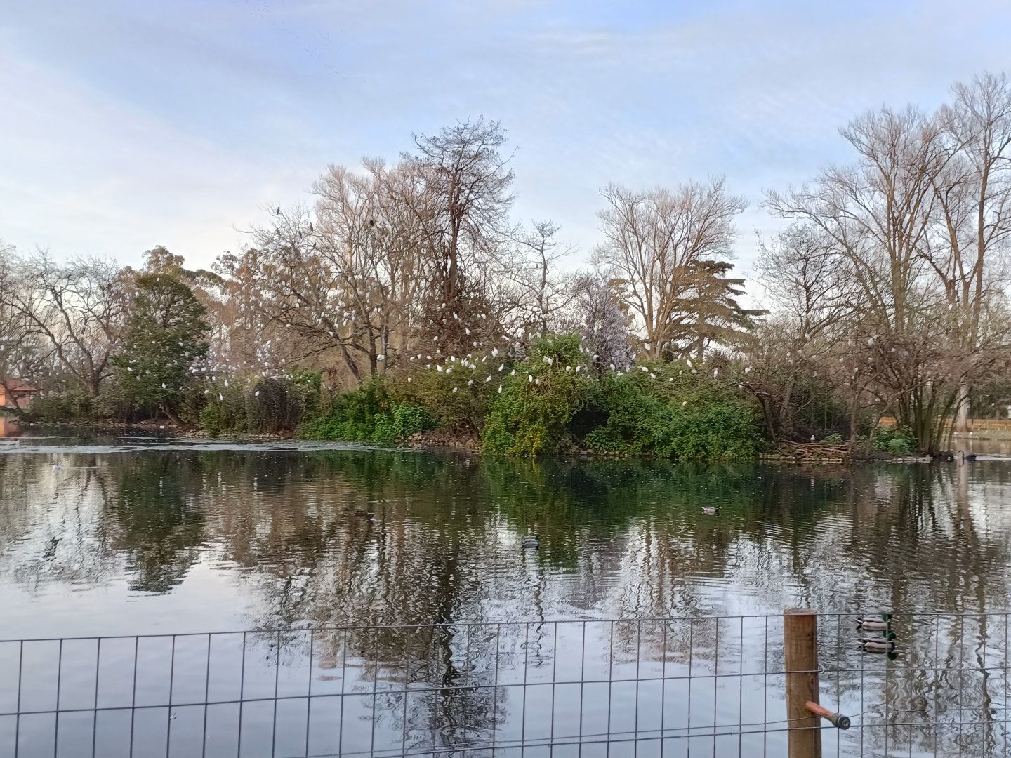 Lake with wild birds - Parque de Isabel la Catolica