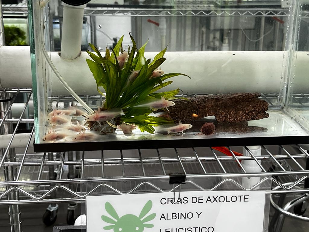 lake xochilco axolotl leucistic juveniles