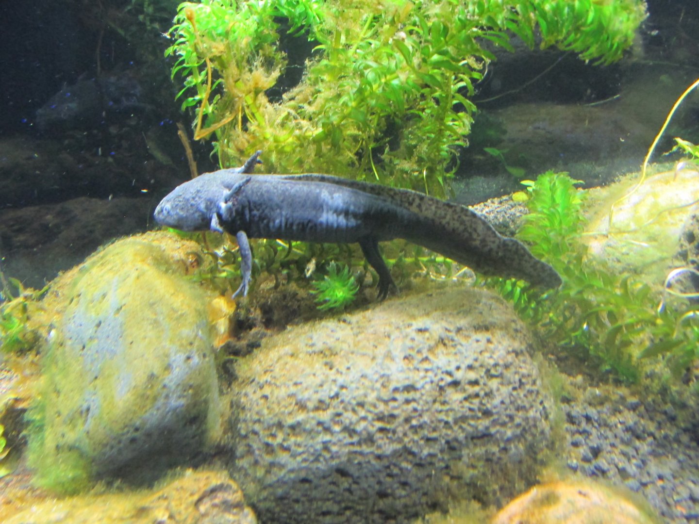 lake xochimilco axolotl