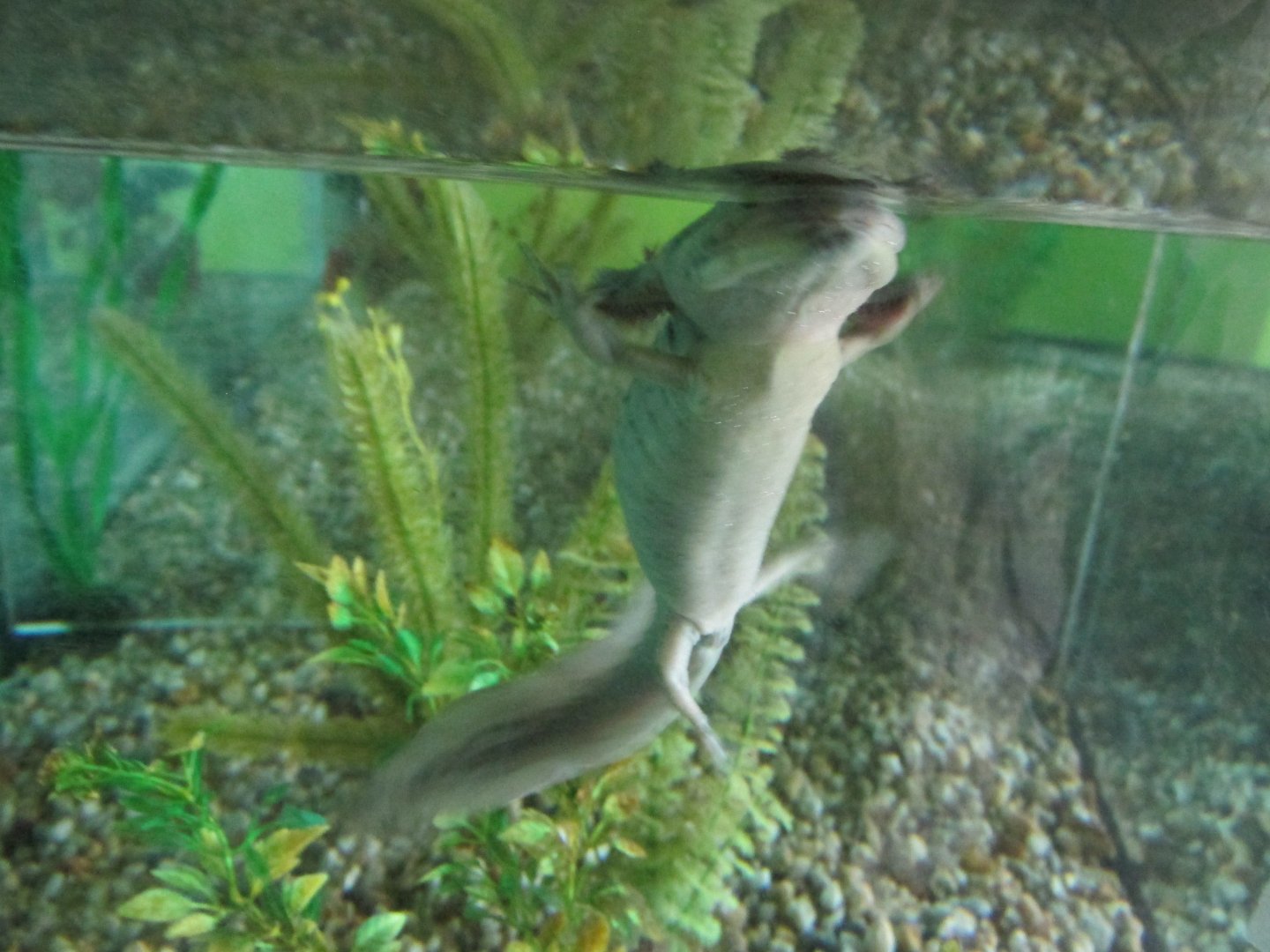 lake xochimilco axolotl