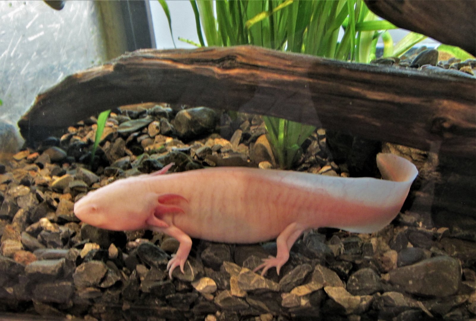 lake xochimilco axolotl