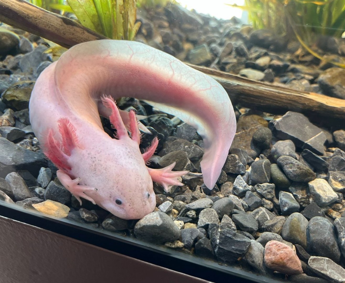 Lake Xochimilco Axolotl